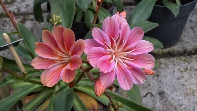 Lewisia cotyledon 'ELISE' смотреть онлайн