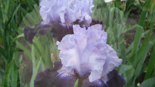 Сказочный мир цветов смотреть онлайн