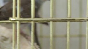 Содержание бриллиантовых горлиц