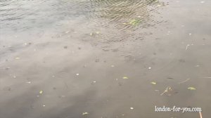 Река Темза в Английской деревне