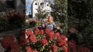 "Красный бриллиант" в каждый сад! Гортензия "Даймонд Руж"