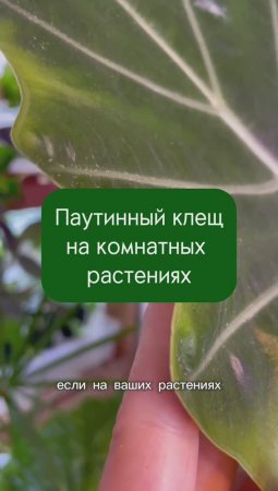 Паутинный клещ на комнатном растении - препараты и обработка