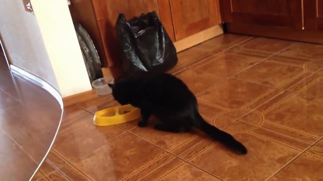 РЖАКА ! ! ! СМОТРЕТЬ ВСЕМ ! ! ! КОШКА КУШАЕТ ВИСКАС ЛАПОЙ :D смотреть онлайн