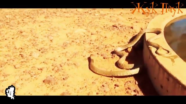 7 САМЫХ ЯДОВИТЫХ ЖИВОТНЫХ В МИРЕ, и другие существа смотреть онлайн