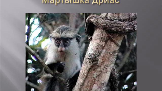Мартышки