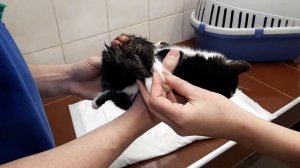 Выпадение прямой кишки.  Какие шансы на поправку?