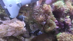 Как часто я чисчу стекла в морском аквариуме