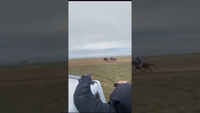 скачки рысаки и иноходцы смотреть онлайн