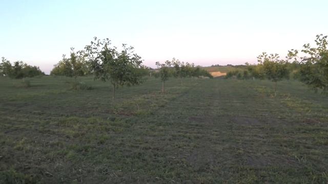 Летний прирост грецкого ореха. Залужение орехового сада. "Песчанский"