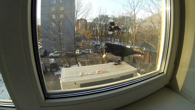 Кормление ворон... смотреть онлайн