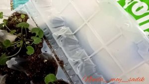 #Кампанула с черенка.Мой метод укоренения и выращивания?