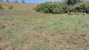 Уборка остатков лука после выгонки пера и урожай чеснока