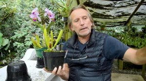 CÓMO DIVIDIR UNA CATTLEYA  | División y reproducción de orquídeas paso a paso