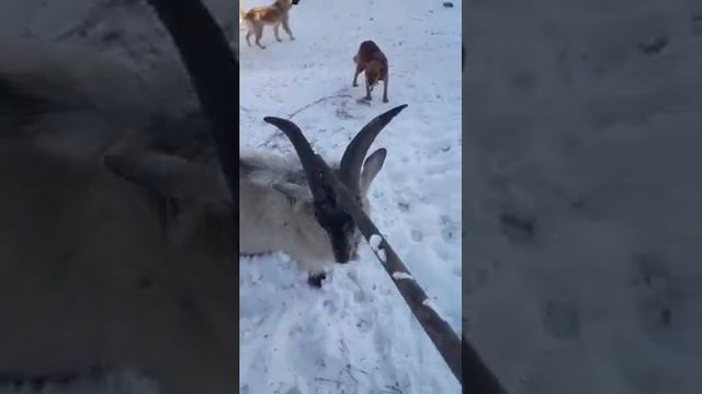 Хранение кормовой свеклы, тыквы, кабачков зимой. обзор хозяйства декабрь 2021. смотреть онлайн