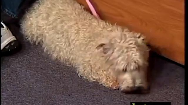 Glen of Imaal Terrierss 1-6-15 смотреть онлайн