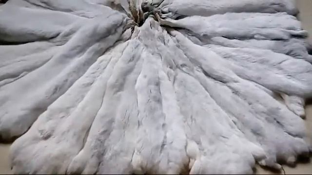 White chinchilla pelts Шкуры шиншиллы натурального белого цвета смотреть онлайн