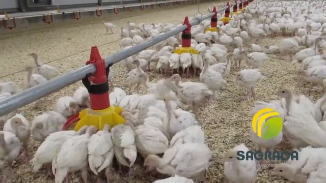 Кормление и поение индейки SAGRADA смотреть онлайн