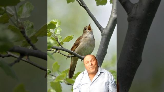 Песня -загадка.Цветок благодарен тебе....