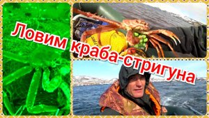 Ловим краба стригуна. Камчатка - рай !