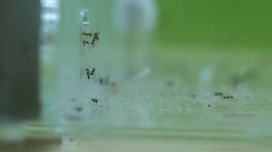 ИМПЕРИЯ МУРАВЬЁВ PHEIDOLE ПРОТИВ ТАРАКАНА - БОЛЬШАЯ ОХОТА! Pheidole noda \\ Димон и пумба