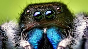 Человек паук и его паутина, реальны? | Spider-Man Web