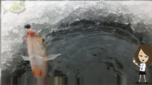 Где искать окуня на протяжении всей зимы? Где ловить окуня в декабре январе и феврале?