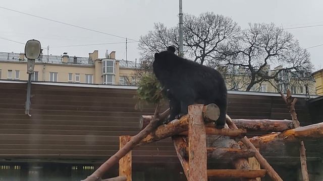 Гималайский медведь Вася в Московском зоопарке