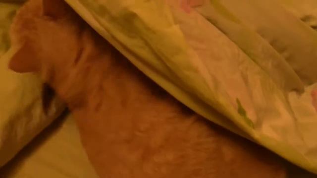 Мужик К.. Всеволод , с.... под одеялом! смотреть онлайн