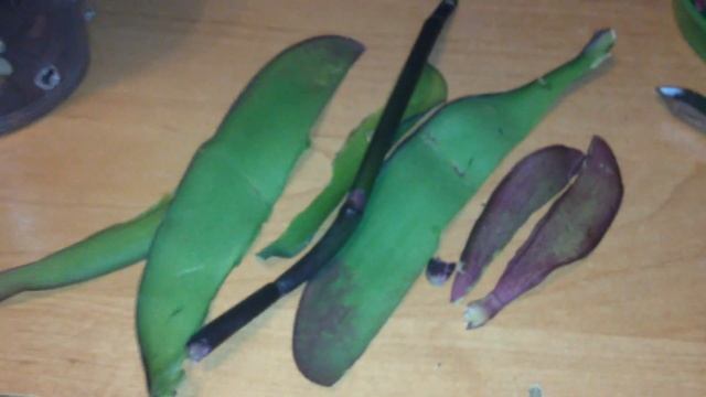 Окрашенная фиолетовая орхидея. Помощь. Часть 2. смотреть онлайн