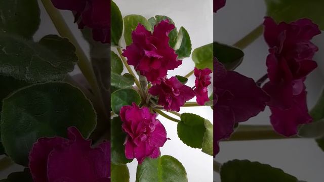 ЕК-Екатерина Великая смотреть онлайн