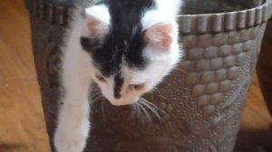 Котик Партизан в цветочном горшке