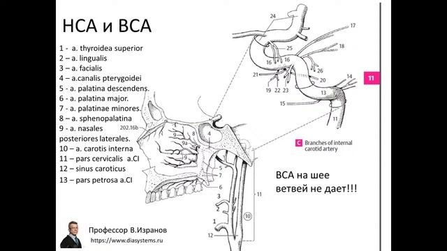 Клиническая и ультразвуковая анатомия брахиоцефальных артерий.  1 ЧАСТЬ