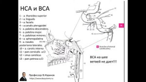Клиническая и ультразвуковая анатомия брахиоцефальных артерий. 1 ЧАСТЬ