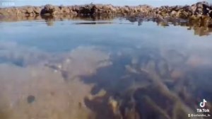 Органы движения животных