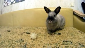 ??? Короткошерстный карликовый кролик ( цветной карлик ) Гуляет и играет в мяч.