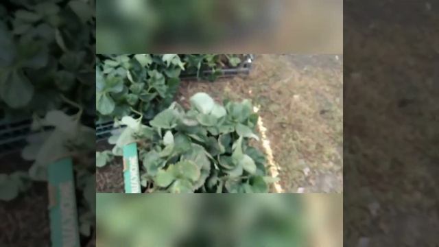 Вот так выглядит 1000шт саженцев Клери клубника ранняя. смотреть онлайн