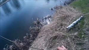 Мормодроч первые шаги!
