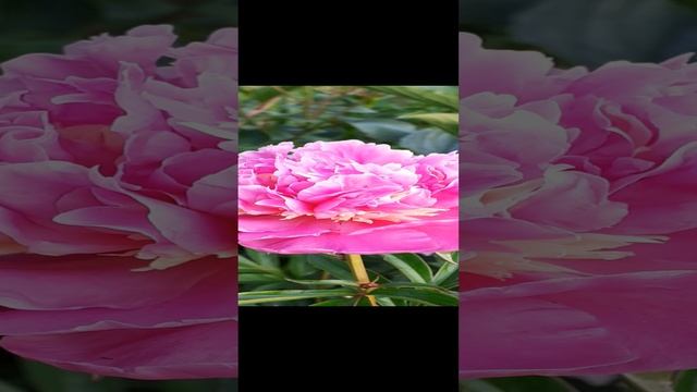 SORBET 18/80/ML (Klinkhamer' 1987)