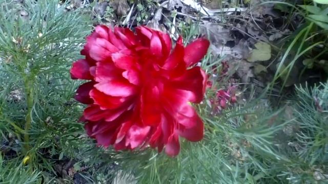 Paeonia tenuifolia rubra plena