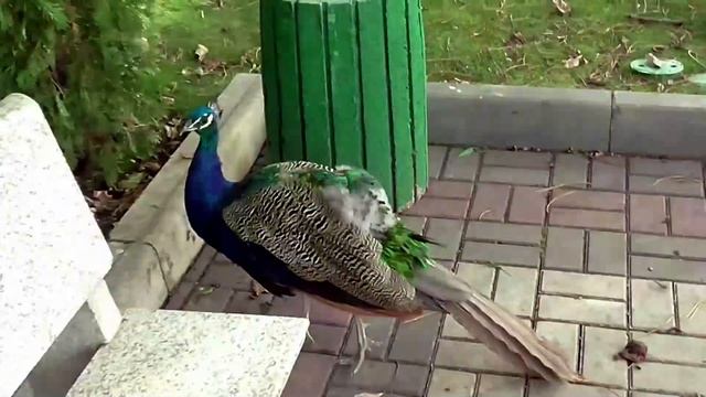 Парк Тайган смотреть онлайн