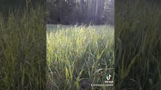 приоритеты.  замуж или нет,?