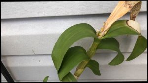 SunBurn, Ants & Keiki Orchid Growth Outdoors