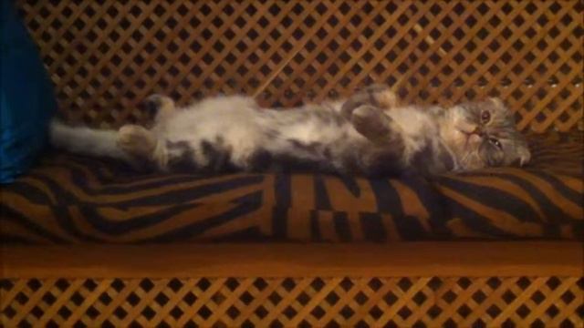 Кот отдыхает смотреть онлайн