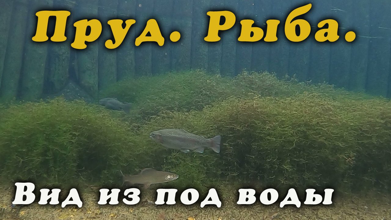 Рыба для пруда. Форель радужная.