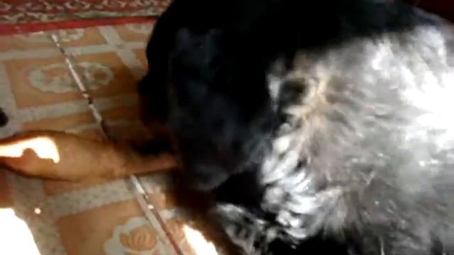 собака целует кота смотреть онлайн