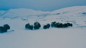 ОВЦЕБЫКИ НА ОСТРОВЕ ЗАВЬЯЛОВА ЗИМОЙ