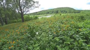 Пруд на реке Берёзовая