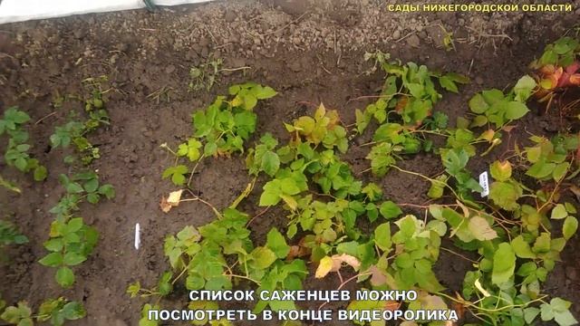 САЖЕНЦЫ ЕЖЕВИКИ.Купить саженцы ежевики