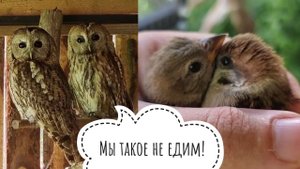 Выручаю сов неясностей от залётных воробьёв. Дерзкие птички залезли к совам в домик