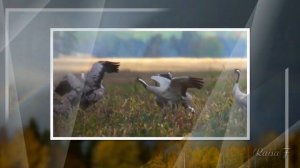 Осень золотая  Поёт Валерий Сёмин. Муз. Валерий Сёмин, сл. Александр Зиборов.